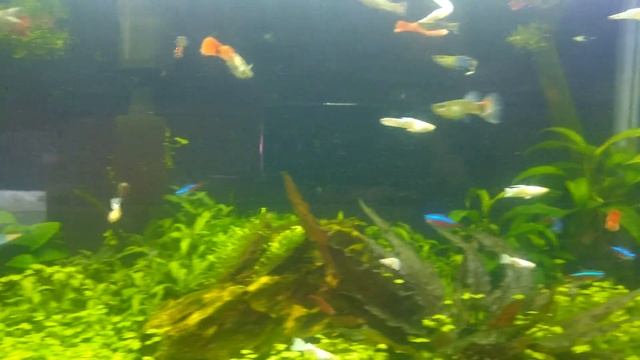 Planted Tank with Neon tetra and fancy guppy смотреть онлайн