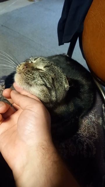 Чем сегодня заняться #рекомендации #shortvideo #шортс #кот #комент #shorts #cat #catlover #котики