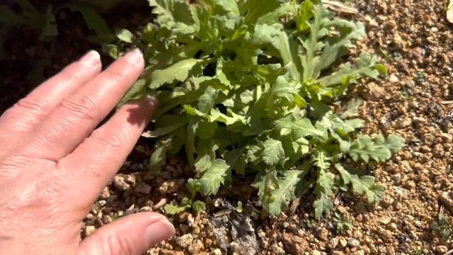 Winter Seedling Identification смотреть онлайн