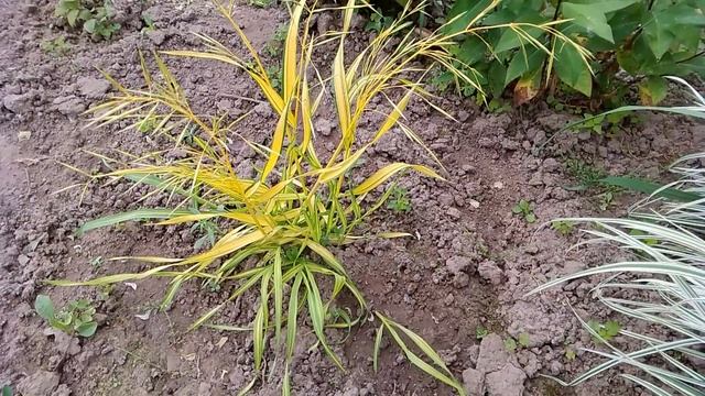 Кінець травня в саду. Велика прогулянка парком. Нові і старі рослини. смотреть онлайн
