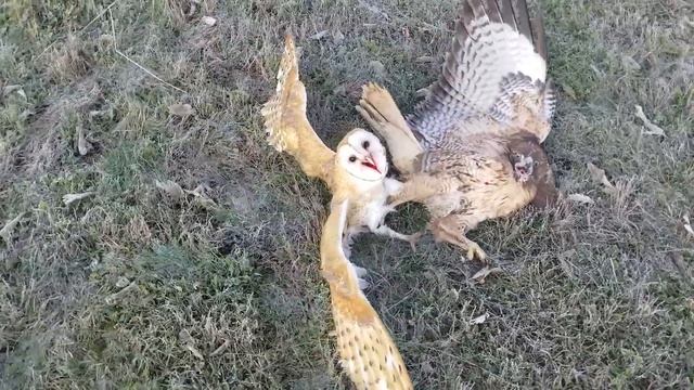 Owl Attacked By Hawk.