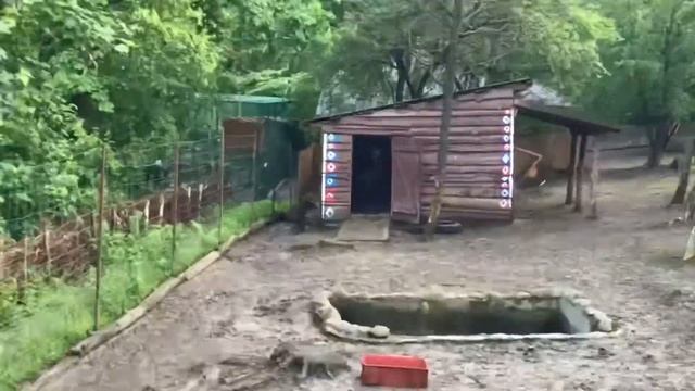 КАПИБАРА ЭТО ВИКТОР НЕГРОПЛОД??? смотреть онлайн