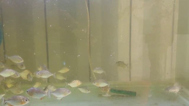 200 small piranha vs 1 cat fish смотреть онлайн