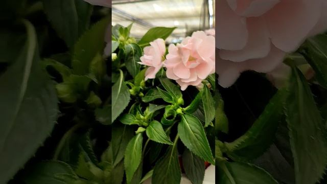 Завоз бальзаминов в Нидерландах# новогвинейскийбальзамин# красивыецветы#махровый бальзамин#balsam смотреть онлайн