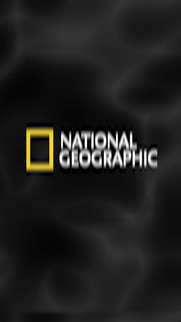 ПЧЁЛЫ могут летать ВЫШЕ 🛬 САМОЛЁТА 🛫? #shorts #facts #bee #plain #пчелы #факт смотреть онлайн