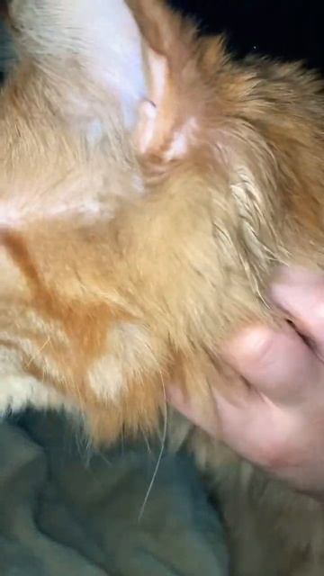 Мурлыканье кота #shorts #trending #love #cat #like #funny #kitten #кот #100 #1million