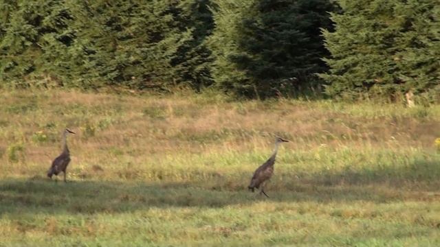 Marc Rivet (Hungry Coyote).m2ts смотреть онлайн