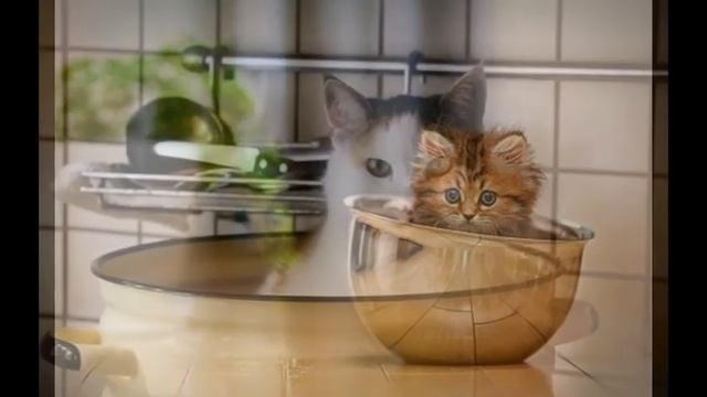 ОЧЕНЬ УДОБНЫЕ КОТОКАСТРЮЛИ... КОТЫ В КАСТРЮЛЯХ ! смотреть онлайн