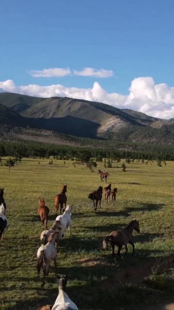 Табун лошадей на Байкале. смотреть онлайн