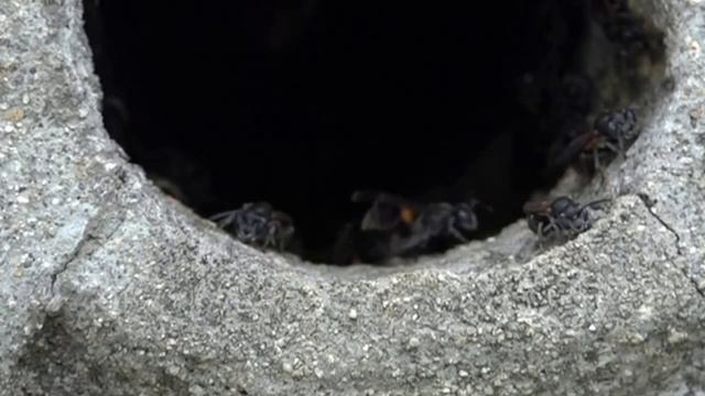 Activities around Paper Wasp colony смотреть онлайн