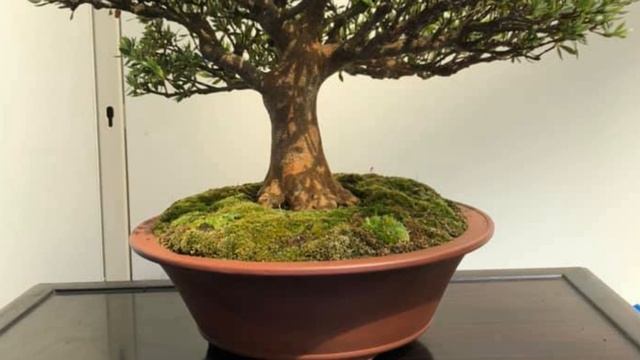 Bonsai SATSUKI Exhibition - Triển lãm BONSAI Satsuki смотреть онлайн