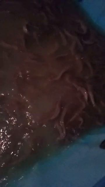 Вырашивание кларевого сома в домашних условиях смотреть онлайн