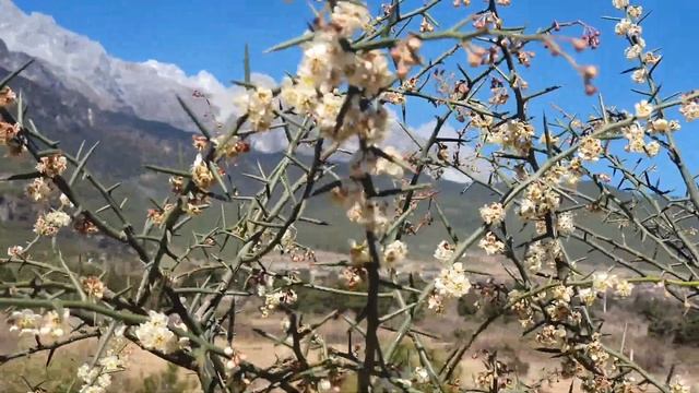 Prinsepia Utilis Royle - 자연의 선물, 닥터로일 Dr. Royle смотреть онлайн