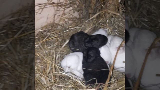 МаЛеНьКиЕ КрОлЬчАтА #кролики #rabbits #ферма #пушистики #маленькие #shortvideo смотреть онлайн
