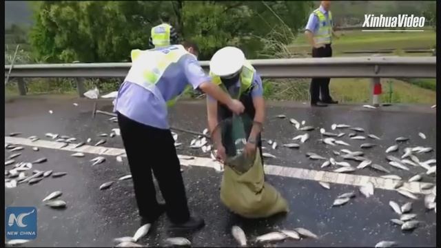 3 tons of fish scattered on highway, cleared in 20 minutes смотреть онлайн