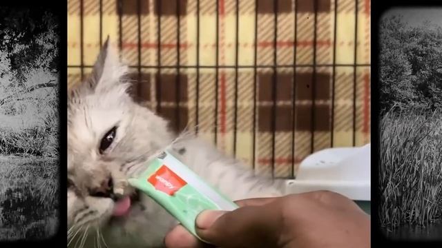 Какова будет судьба котенка-инвалида, брошенного на мусорной свалке в окружении мух? смотреть онлайн