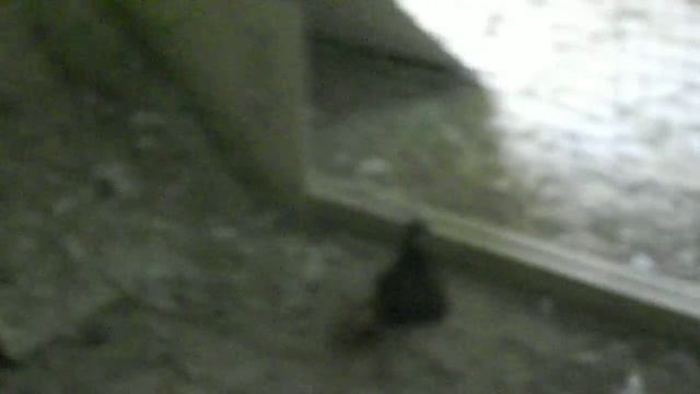 турки равиля казань.avi