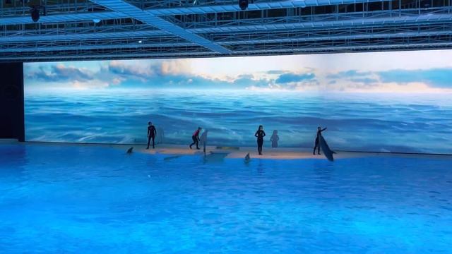 [4K] HOPE Dolphin Show Kolmården смотреть онлайн