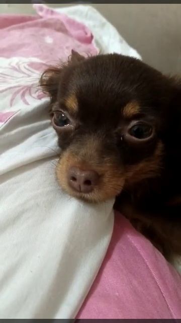 собачки тоже умеют плакать 😢 😢 😢 смотреть онлайн