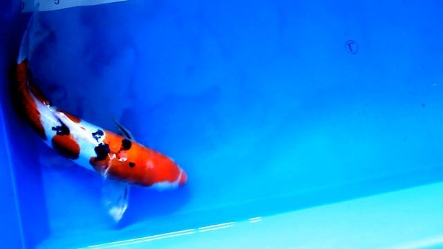 Японские карпы кои, дойцу санке (Doitsu sanke) смотреть онлайн