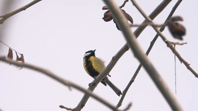 Great Tit, Большая Синица, Καλόγερος, Parus major смотреть онлайн