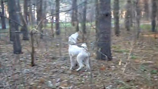 DSCN0391 xvid смотреть онлайн