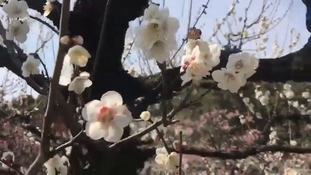 PLUM FLOWERS- ЦВЕТЫ СЛИВЫ