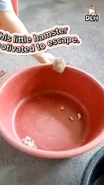 ADORABLE HAMSTER ESCAPE ATTEMPT: WILL HE MAKE IT?🐹😍🤣 #funnyhamstervideos смотреть онлайн