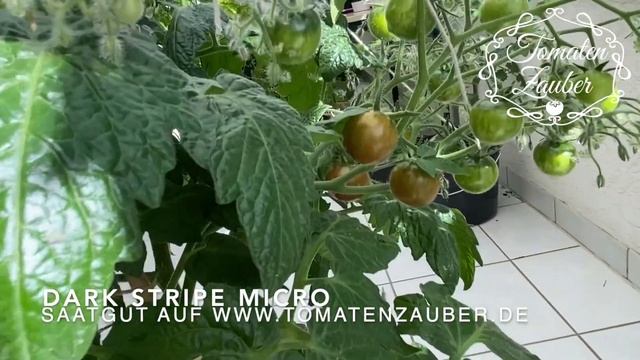 Dark Stripe Micro Tomate - Tomatenzauber.de