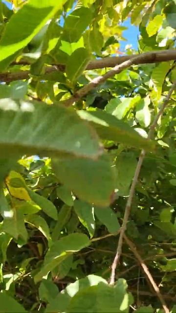 HARVESTING GUAVA IN MY BACKYARD || #shorts #viralshorts #trending #kyleysumrall #short #samsung_S21 смотреть онлайн