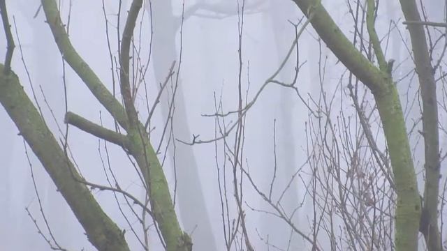 602=karagana Syberyjska