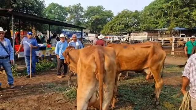 tiangue de Nueva Guadalupe, San Miguel Oeste смотреть онлайн