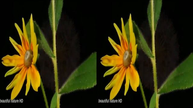 FLOWER OF BEST WORLD ;BEAUTIFUL BLOOMING Flower youtube 2017 смотреть онлайн