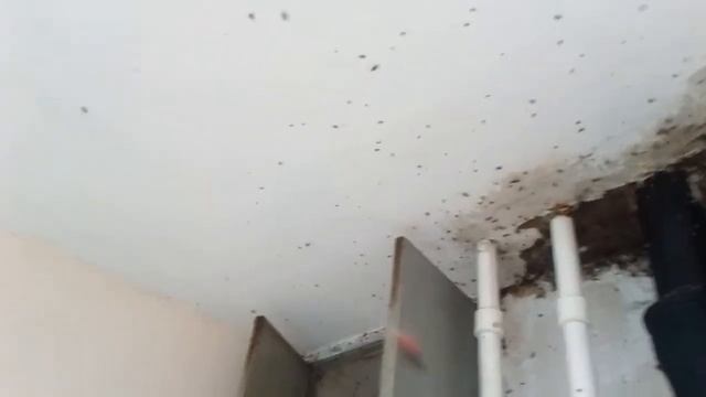 Обработка кухни от тараканов в очень запущенной квартире.Тел.+7-921-9789113 смотреть онлайн