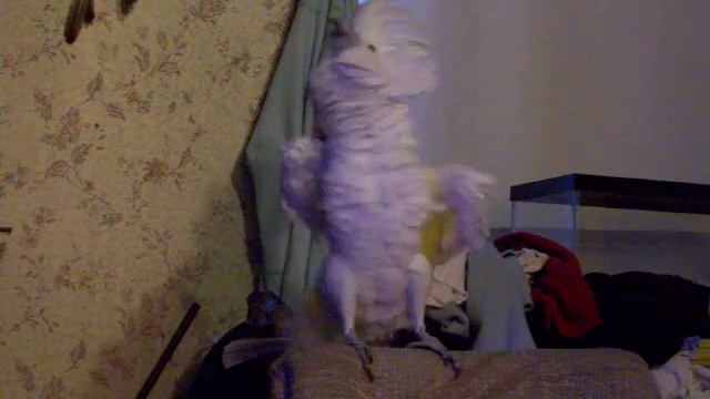 Silver Loves Rock 'n Roll смотреть онлайн