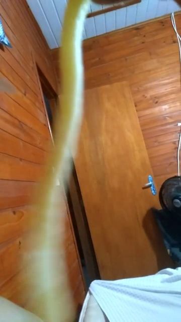 #shorts#olha O Tamanho Da Batata Frita😱#