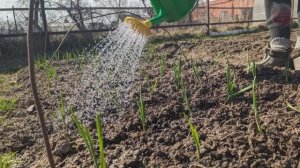 Чеснок вырастет крупный с кулак! Подкормите этим чесночную грядку в апреле после всходов.