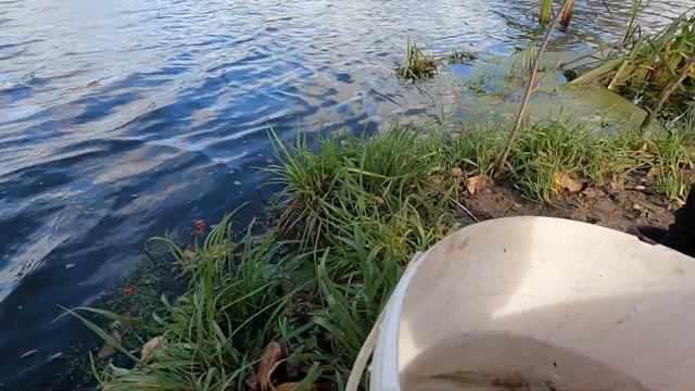 Отпустили карасей на речку у себя в деревне! #карась #речка #деревня смотреть онлайн