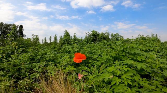 4K Poppy Meadow & Birdsong - Relaxing Nature Sounds & Video - UHD - Meditation/ Sleep/ Study/ Yoga смотреть онлайн