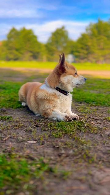 Ничего не понял !!! @TheLKFT #dog #corgilove #dogowner #corgi #собака #petowner #корги #pets #pupp смотреть онлайн