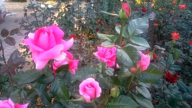 Менеджер в журнале Статус города Шымкента.Реклама от 3000 т/мес.Строчные объявления 800 т/м.Внутрен смотреть онлайн