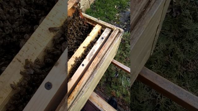 первый облёт пчёл.Расплод, как?