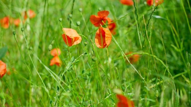 Bird sounds for sleeping at a blossoming field of poppies with bees смотреть онлайн