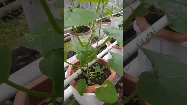 Melon chamoe umur 4 minggu смотреть онлайн