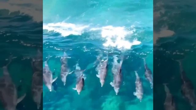 best Dolphin / best dolphin fish /best Dolphin short / dolphin machhali / #bestDolphin #bestshorts смотреть онлайн