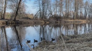 Весенняя охота с подсадной 2025. Шикарная утрянка, море утки и рыбы))))