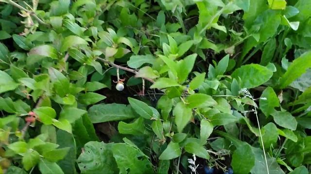 Эстония. Во саду ли в огороде...Экскурсия у Марианны смотреть онлайн