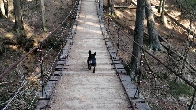 Чертов мост. Тропа Лесные сказки. Токсово смотреть онлайн