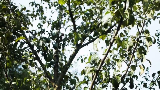 Як обрати секатор, сучкоріз для обрізки саду. Краща підбірка секаторів Verano. смотреть онлайн
