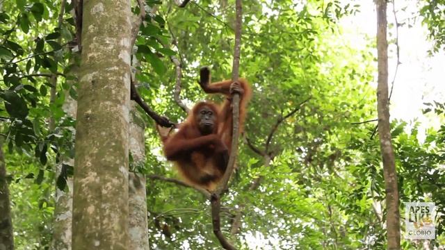 Did You Know? 6 Amazing Orangutans Facts смотреть онлайн